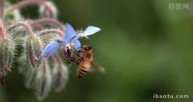 欧洲蜜蜂，蚜虫，蜜蜂觅食硼花，昆虫<strong>飞行</strong>，授粉法，诺曼底，慢动作4k